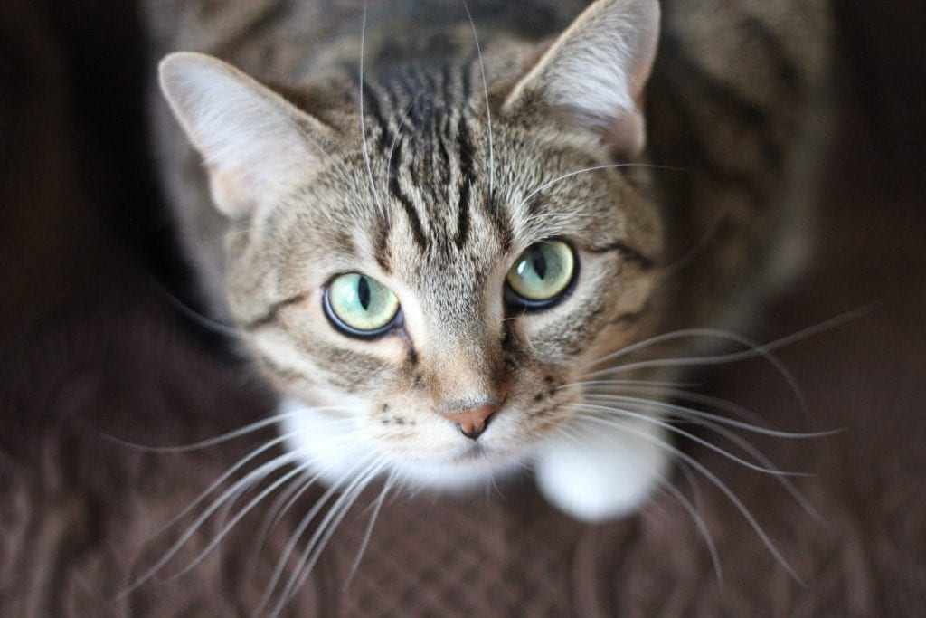 SCARICA SPESE MEDICHE ANIMALI
